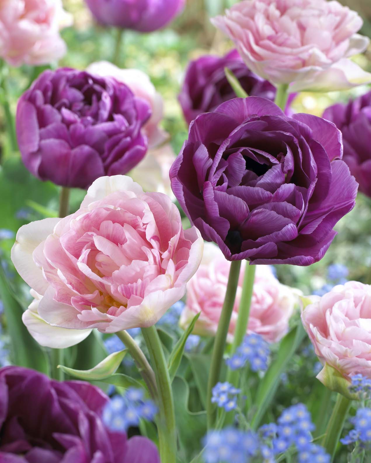 Tulp Dubbel Mix Angelique - Lilac Perfection